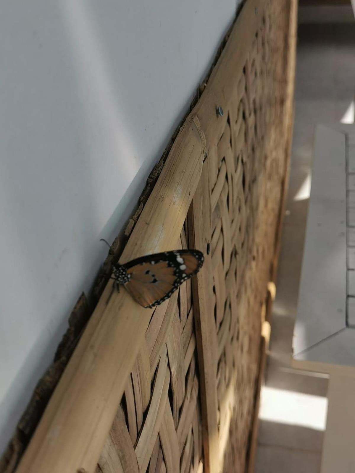 فيلا Exotic House غيلي مينو المظهر الخارجي الصورة